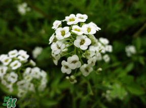 薺菜花可以泡茶嗎？薺菜花泡茶喝有什么功效？