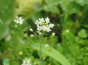 薺菜花可以泡茶嗎？薺菜花泡茶喝有什么功效？