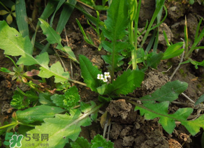 便秘能吃薺菜嗎？便秘可以吃薺菜嗎？