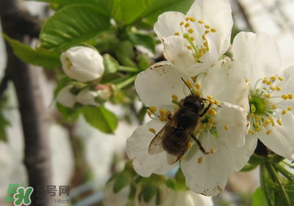 櫻桃怎么授粉？紅燈櫻桃怎么授粉？