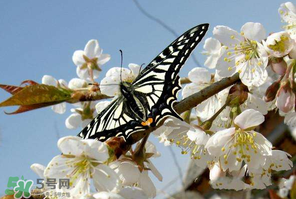 櫻桃怎么授粉？紅燈櫻桃怎么授粉？