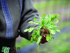 糖尿病人能吃薺菜嗎？糖尿病人可以吃薺菜嗎？