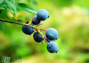 藍(lán)莓一天吃多少為宜？藍(lán)莓每天吃多少合適？