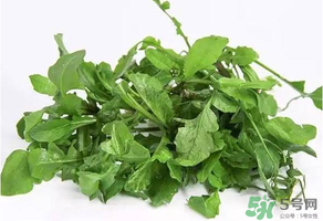薺菜有毒嗎？吃薺菜會中毒嗎？
