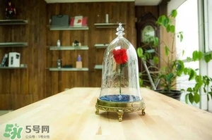 camino美女與野獸音響多少錢？camino玫瑰藍牙音箱價格