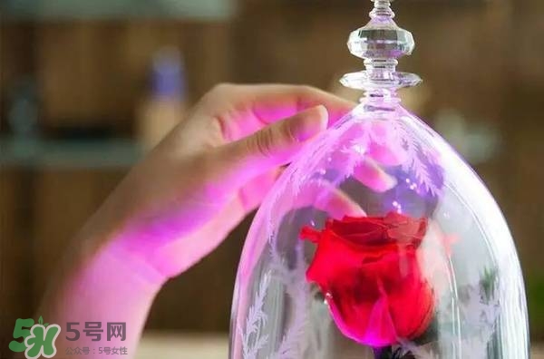 camino美女與野獸音響多少錢？camino玫瑰藍牙音箱價格
