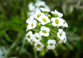 薺菜花可以泡茶嗎？薺菜花泡茶喝有什么功效？