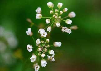 薺菜什么時(shí)候開(kāi)花？薺菜花什么時(shí)候采？