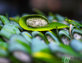 蒿子粑粑能吃嗎？蒿子粑粑可以吃嗎？
