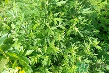 艾草是寒性的嗎？艾草是涼性的嗎？