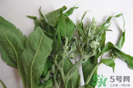 艾草是寒性的嗎？艾草是涼性的嗎？