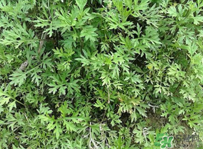 蒿子是發(fā)物嗎？蒿子是不是發(fā)物嗎？
