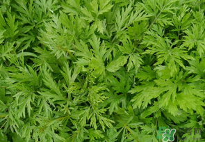 蒿子是發(fā)物嗎？蒿子是不是發(fā)物嗎？