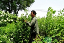 艾草是哪個季節(jié)的？艾草是什么季節(jié)采摘？
