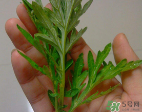 蒿子是艾葉嗎？蒿子和艾葉的區(qū)別