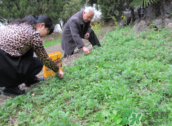 蒿子怎么保存？蒿子能放速凍保存嗎？