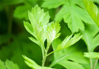 艾草是哪個(gè)季節(jié)的？艾草是什么季節(jié)采摘？
