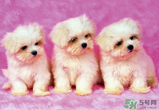 狗狗能吃薺菜嗎？狗吃了薺菜會(huì)生病嗎？
