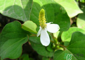 薺菜和魚(yú)腥草能一起吃嗎？薺菜和魚(yú)腥草可以同時(shí)泡茶嗎？