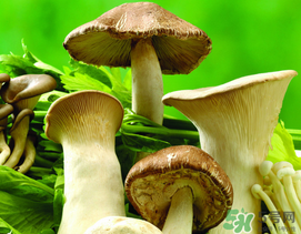 薺菜和蘑菇能一起吃嗎？薺菜和菇類能一起吃嗎？