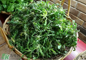 乙肝能吃薺菜嗎？乙肝病人可以吃薺菜嗎？