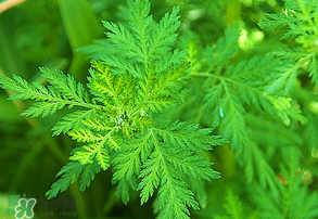 青蒿是什么植物？青蒿是種子植物還是裸子植物？