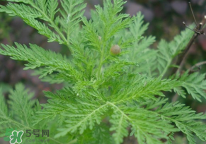 青蒿是什么植物？青蒿是種子植物還是裸子植物？