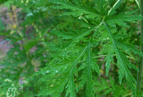 青蒿是什么植物？青蒿是種子植物還是裸子植物？