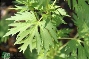 青蒿能吃嗎？青蒿可以吃嗎？