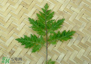 吃青蒿有好處嗎？青蒿的功效與作用