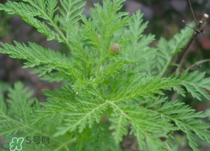 蒿子怎么做好吃？蒿子能涼拌嗎？