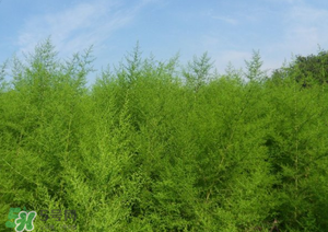 蒿子怎么做好吃？蒿子能涼拌嗎？