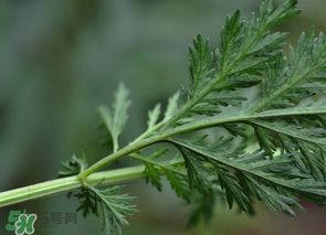 蒿子怎么做好吃？蒿子能涼拌嗎？