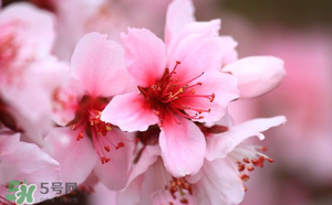 清明節(jié)還有桃花嗎？清明節(jié)去哪里看桃花？