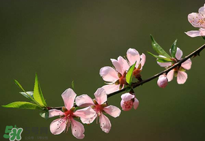 清明節(jié)還有桃花嗎？清明節(jié)去哪里看桃花？