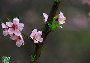 清明節(jié)還有桃花嗎？清明節(jié)去哪里看桃花？