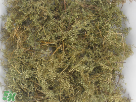 青蒿可以泡水喝嗎？青蒿能泡水喝嗎？