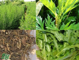 青蒿可以泡水喝嗎？青蒿能泡水喝嗎？