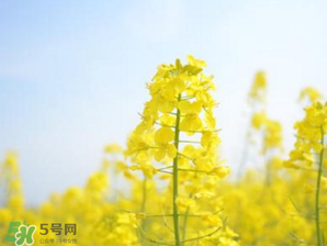 2017年清明節(jié)油菜花開了嗎？2017年清明節(jié)還有油菜花嗎？