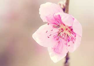 清明節(jié)還有桃花嗎？清明節(jié)去哪里看桃花？