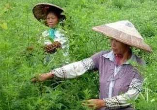 青蒿可以泡水喝嗎？青蒿能泡水喝嗎？