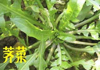 薺菜和狗肉能一起吃嗎？狗肉跟薺菜可以同食嗎？