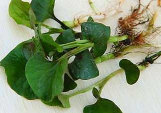 薺菜和魚(yú)腥草能一起吃嗎？薺菜和魚(yú)腥草可以同時(shí)泡茶嗎？