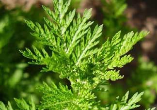 青蒿是什么植物？青蒿是種子植物還是裸子植物？