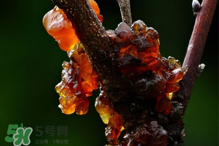 桃膠如何保存？桃膠怎么保存？