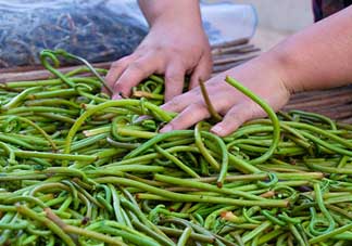 蕨菜什么時(shí)候采摘？蕨菜什么時(shí)候有？
