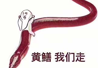 黃鱔為什么火了？黃鱔我們走為什么火了？
