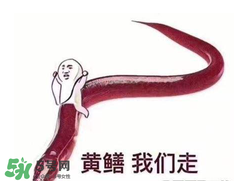 七彩皮皮鱔我們往死里鉆是什么意思？七彩皮皮鱔我們去個好地方是什么意思？
