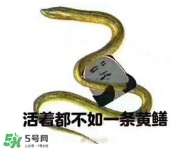 七彩皮皮鱔我們往死里鉆是什么意思？七彩皮皮鱔我們去個好地方是什么意思？