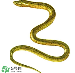 七彩皮皮鱔我們往死里鉆是什么意思？七彩皮皮鱔我們去個好地方是什么意思？
